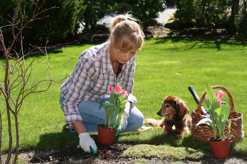 Seasonal garden maintenance in Erith showing healthy shrubs and beds